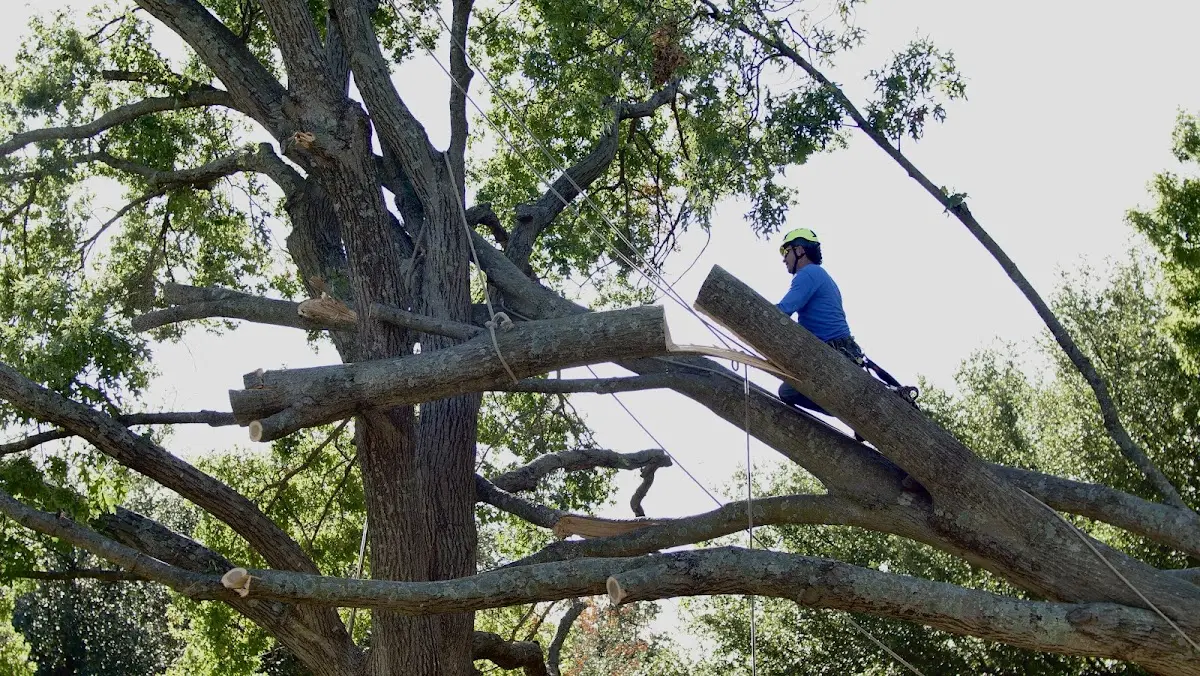 Professional Hazardous Tree Removal performed by certified arborists in Hawkinsville