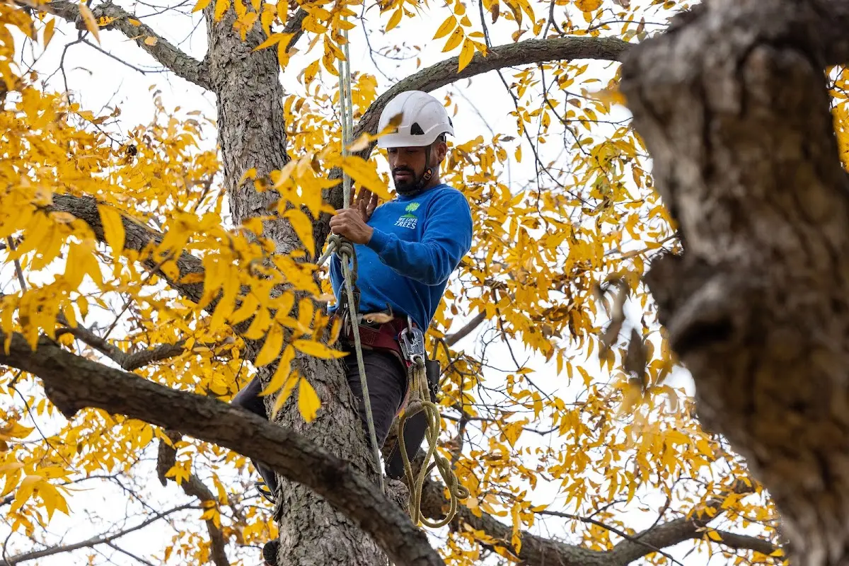 Skilled Tree Pruning crew working in Hawkinsville