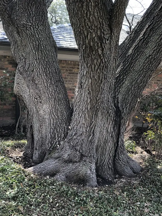 Mature heritage tree close to a Hawkinsville property cared for by certified arborists